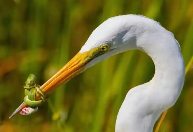 This green snake wrapped itself around the Great White Herons beak to prevent the bird from eating it