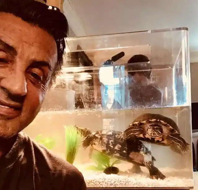 Sylvester Stallone with the turtles he kept from Rocky, which are now over 40 years old