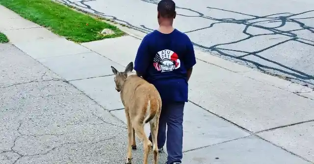 Why Did The Boy Walk The Deer Every Morning