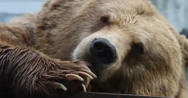 The Bears Of North America