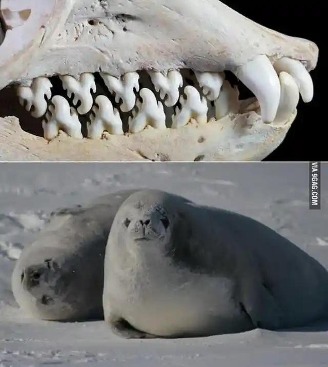 The krill filtering teeth of Antarctic crabeater seals