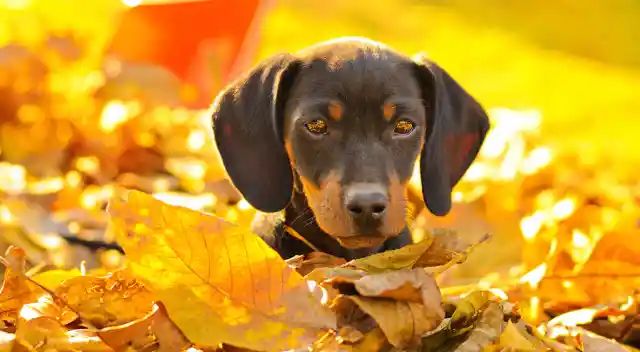 10 Cute Animals Playing in Autumn Leaves