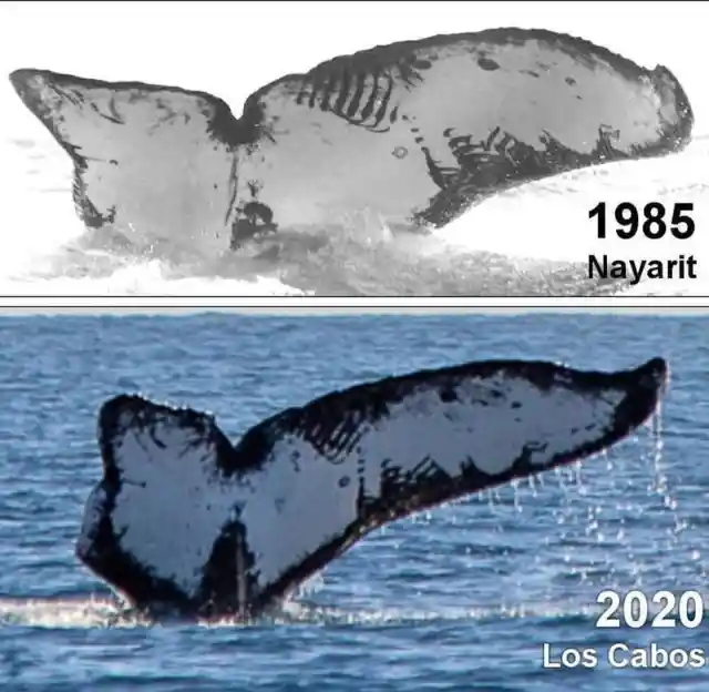 The same whale found after 35 years in the west coast of Mexico