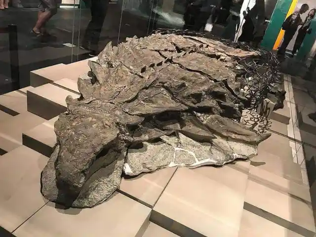 This exquisitely mummified dinosaur in a museum in Canada has scientists astounded