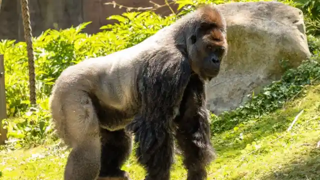 Documenting An Extraordinary Process