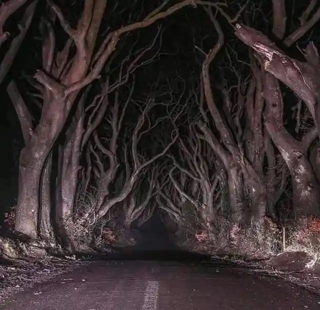 You wouldn't want to get lost on this country road in Northern Ireland