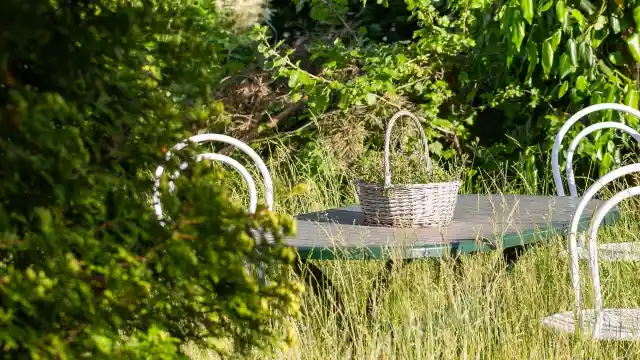 Amidst The Lush Greenery