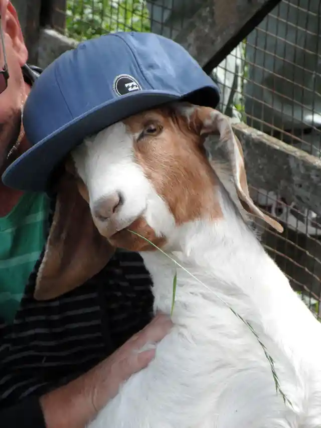 14 Goats Wearing Human Outfits