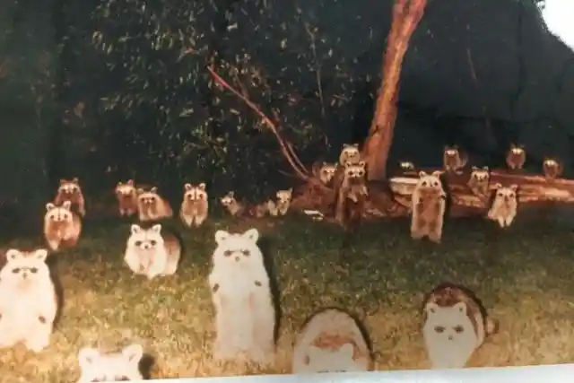 A woman went camping 30 years ago and heard strange noises in the middle of the night so she stuck her camera outside the tent and snapped this photo