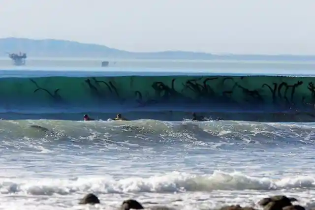 Seaweed infesting a wave