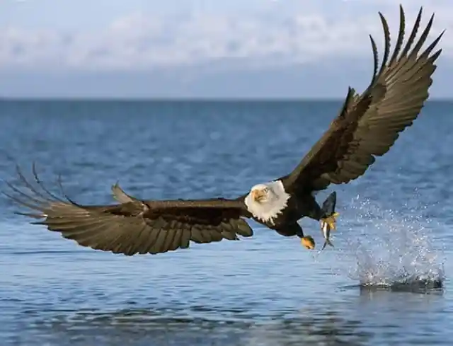 Bald eagles are the masters of the sky and an apex predator