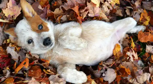 10 Cute Animals Playing in Autumn Leaves