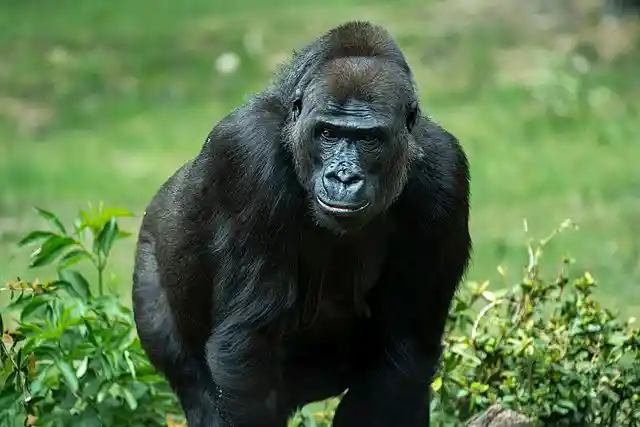 The Gorilla Exhibited Mysterious Behavior