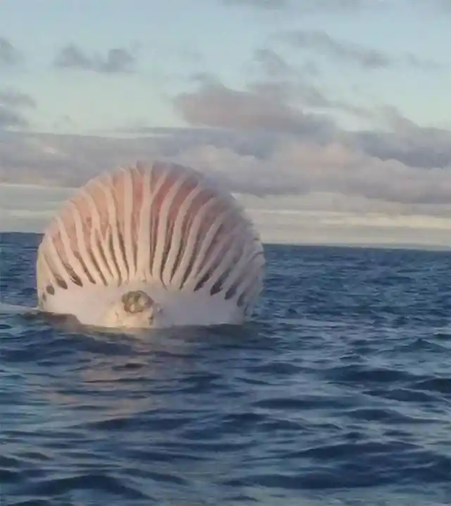 It's not an alien craft but a bloated whale carcass adrift at sea