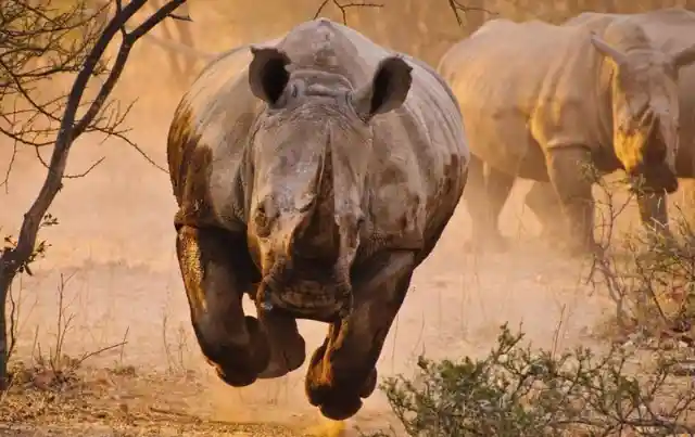 A charging Rhino is the most intimidating thing ever