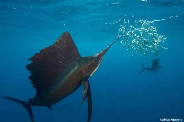 The sailfish is considered by scientists to be the fastest swimming marine creature in the world