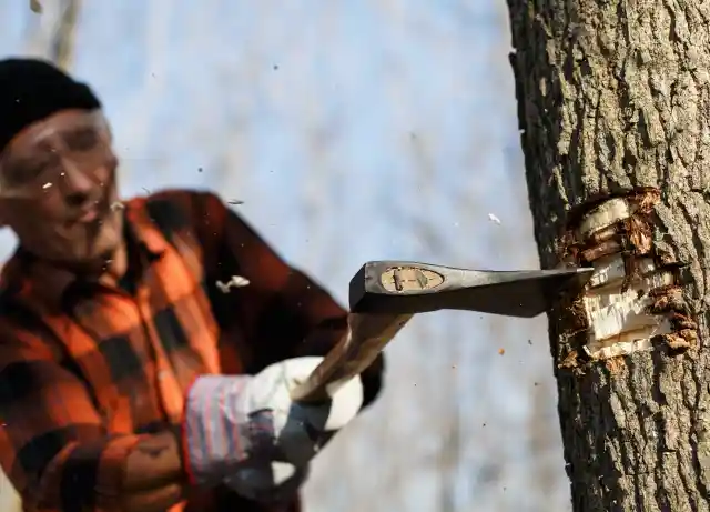  Bringing Down A Mighty Oak