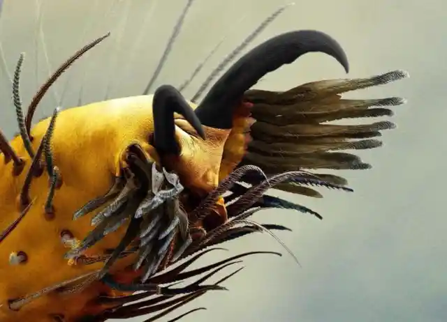 You're looking at a spider’s foot under an electron microscope