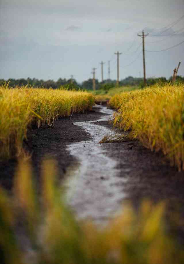 22. The Bodies in the Rice Field Pump Spot