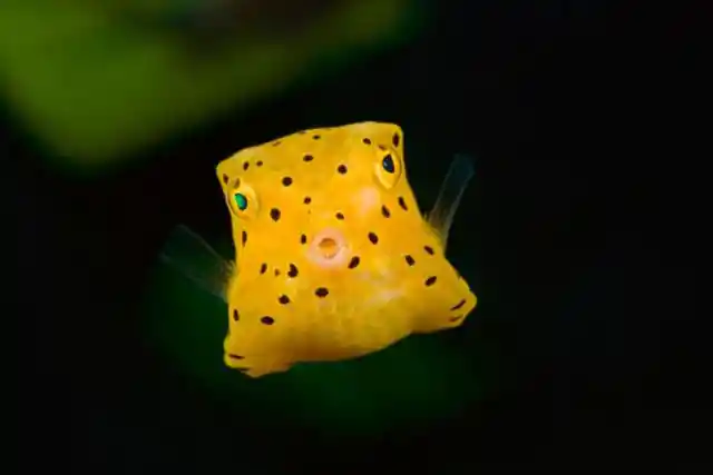 The juvenile form of the yellow boxfish is a dazzling bright yellow, but this color fades away into adulthood