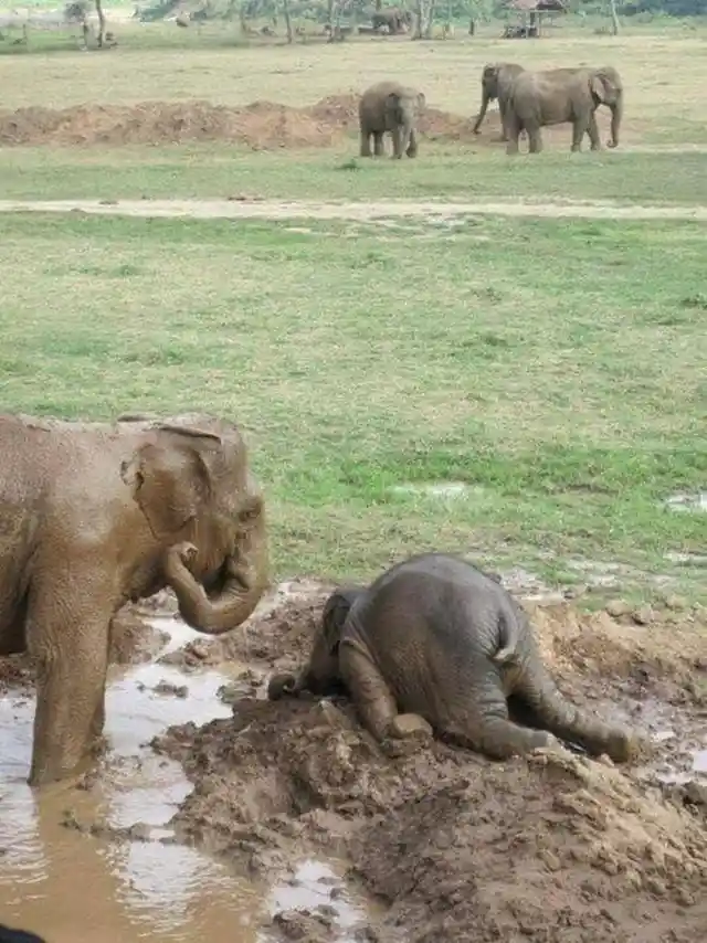 When upset, baby elephants throw themselves into the mud like a child having a temper tantrum
