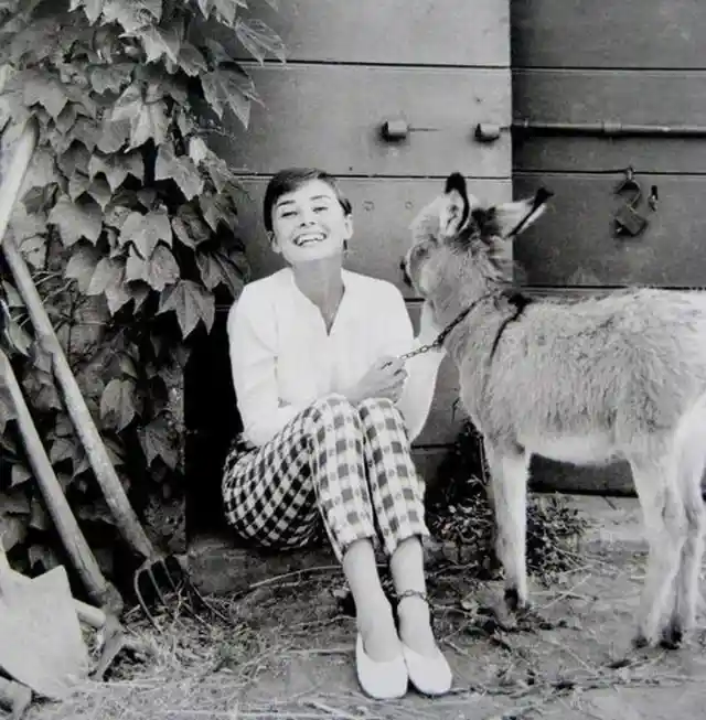 Doe-eyed Audrey Hepburn laughing with a donkey on the set of War and Peace back in 1955