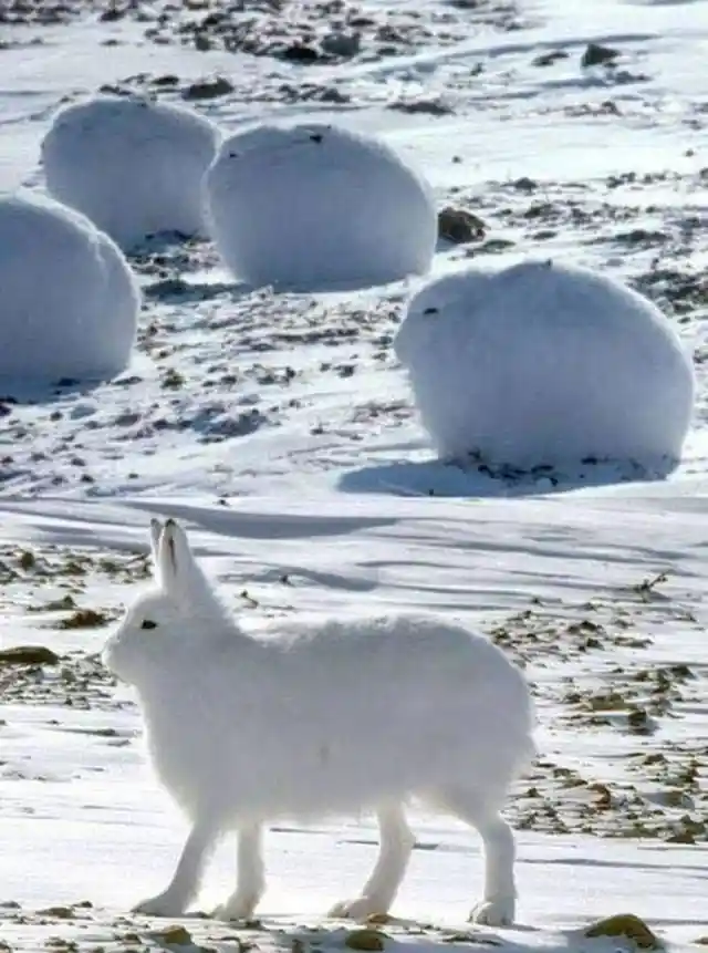 The Arctic hare, also known as the polar rabbit