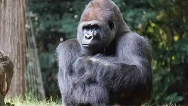 Discovering The Galago