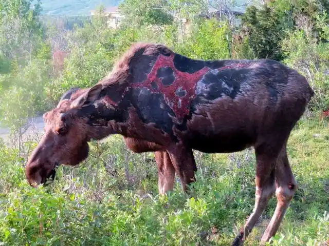This moose may have survived a lightning strike ⚡