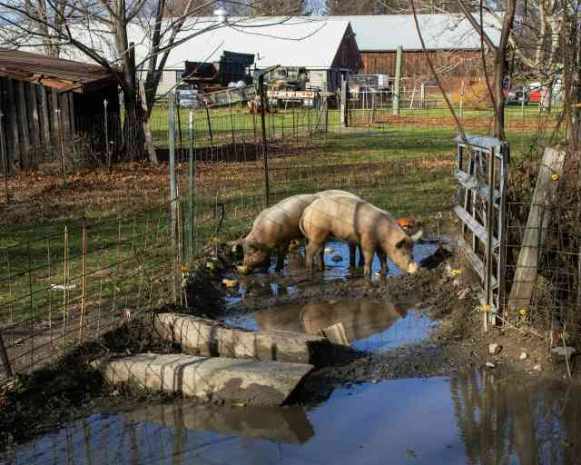 37. Haunted Happenings At The Piggery