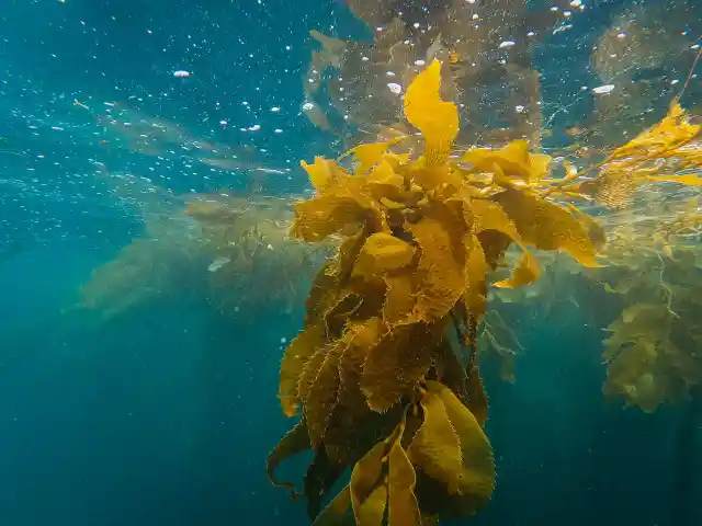 34. Tangled Underwater