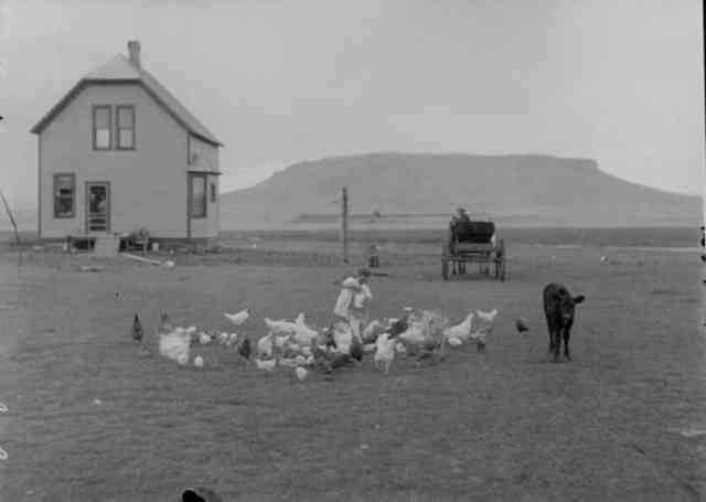 Feeding the Chickens