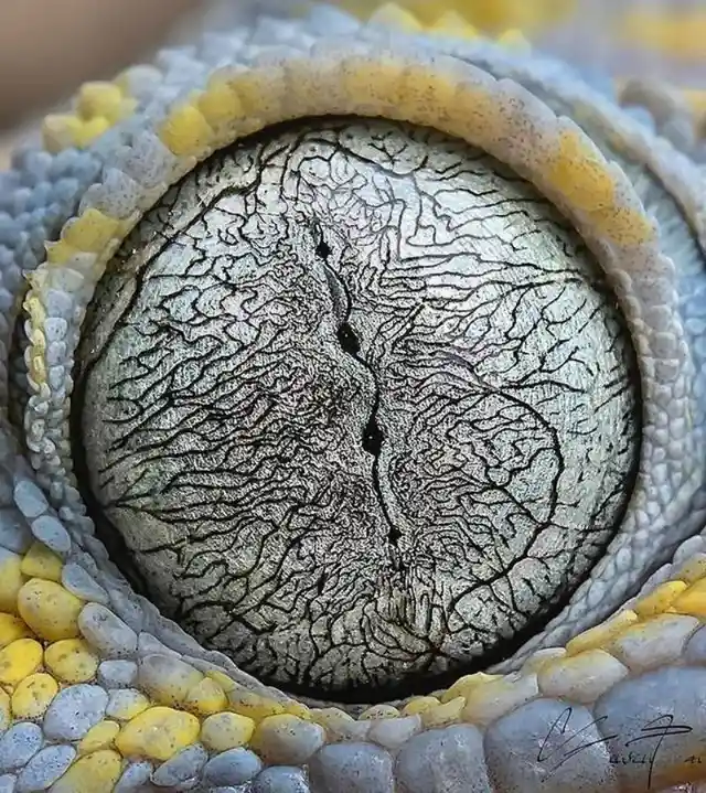 The eye of a tokay gecko