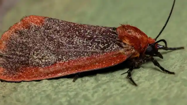 Man Takes Strange Creature Inside Despite Warning, Wife Calls 911