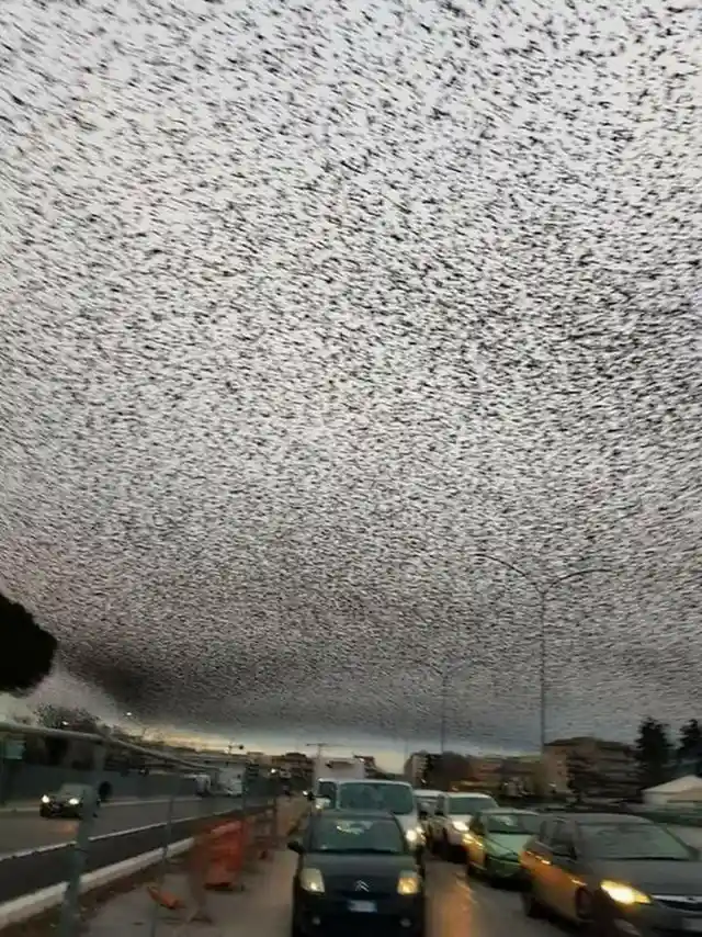 Starlings obscure the sky over Rome in dystopia viral photo