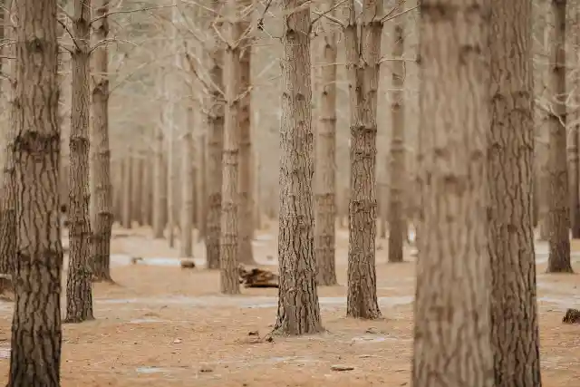 44. Terrifying Night in the Pine Barrens