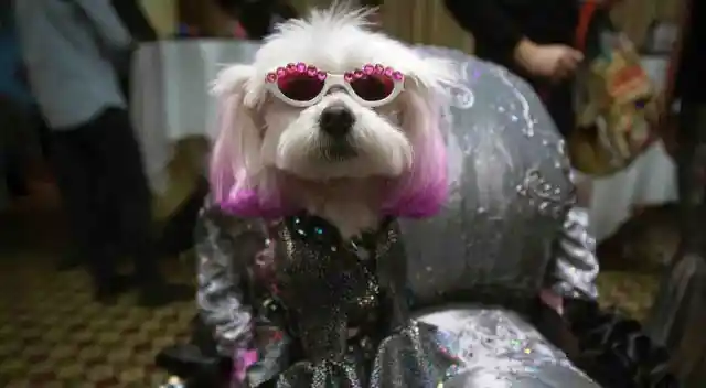 10 Stylish Dogs Who Want to Take You Shopping