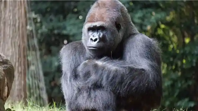 Captivating Daily Spectacle