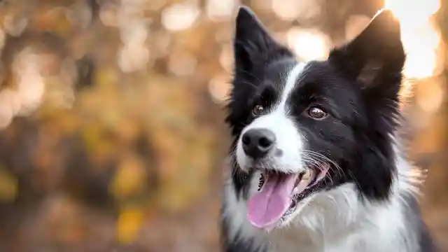 Mom Walks Neighbor's Dog Daily Until Dad Realizes He's Not A Dog