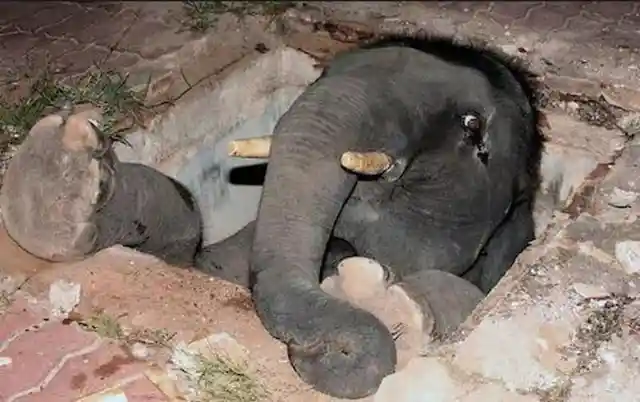 A baby elephant stuck in a manhole
