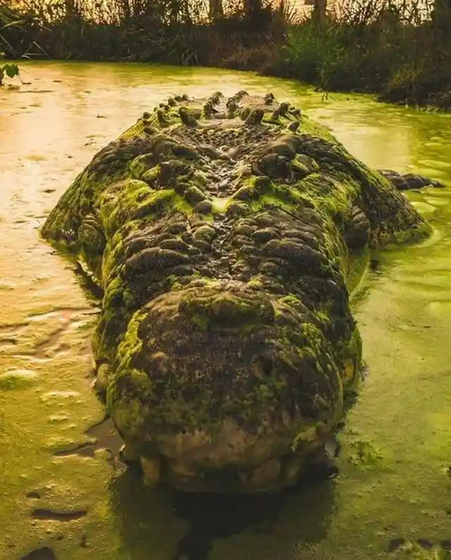 The ultimate staring contest with a giant crocodile