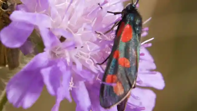  Mustering Up His Courage