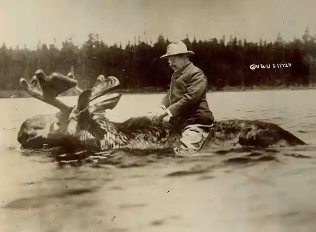 President Theodore Roosevelt riding a moose across a river in 1912