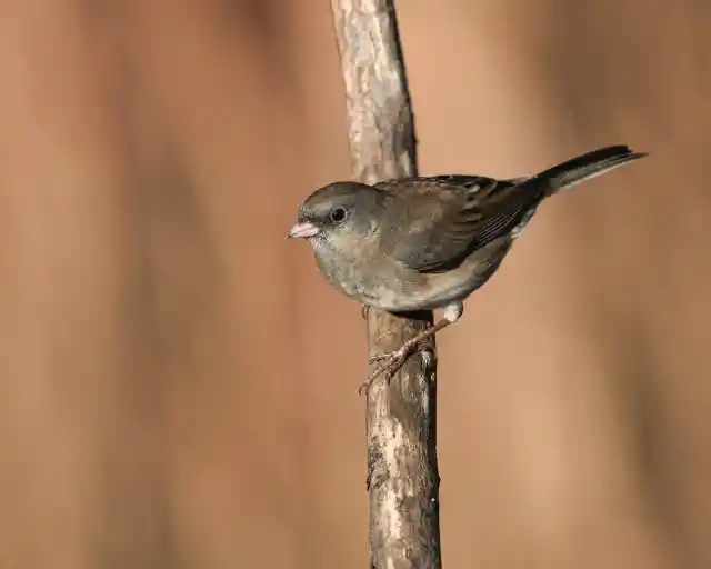  30. Getting Even with Birds