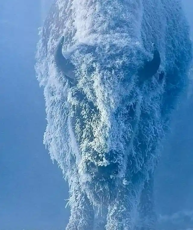 Portrait of an American Buffalo