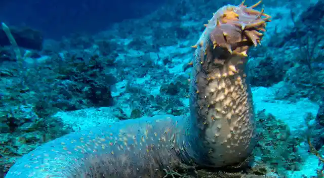 5 Reasons Sea Cucumbers Are the Best Kind of Cucumber