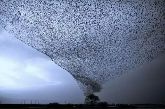 Crazy bird tornado