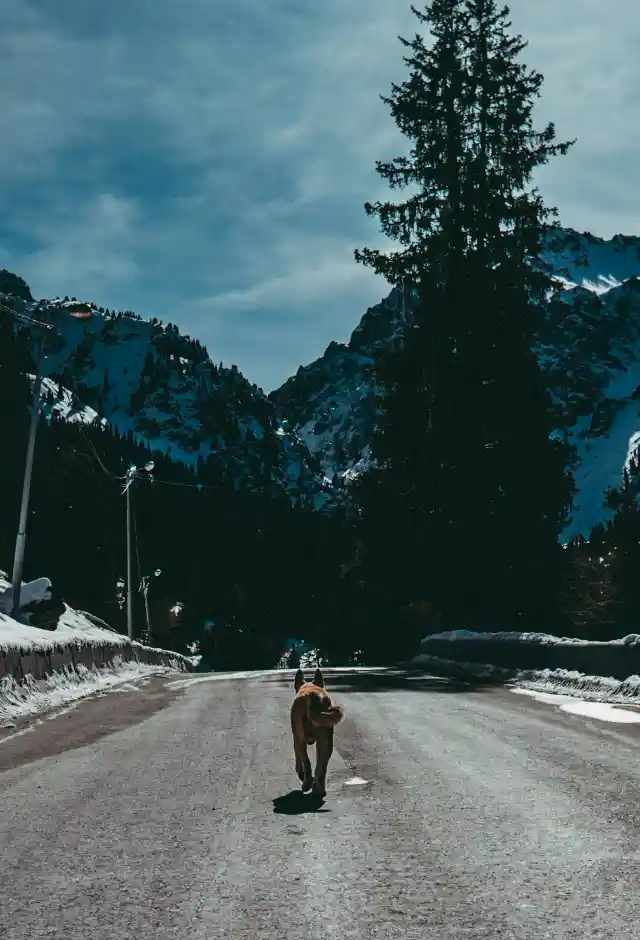 34. Animal Encounter