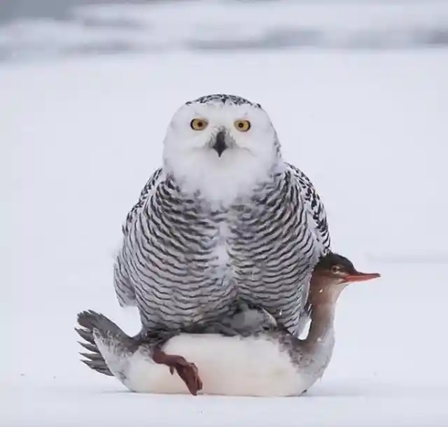 A snowy owl chilling with his buddy