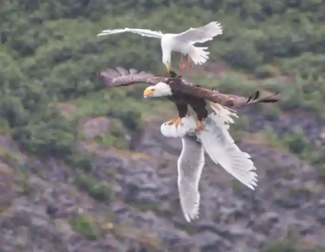 A touching photograph showing a seagull trying to save his friend from a bald eagle